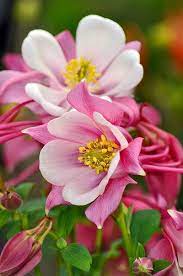 Pin On Flowers