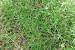 Scutch Grass