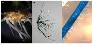 Plant root hair cell structure and function. Frontiers Unleashing The Potential Of The Root Hair Cell As A Single Plant Cell Type Model In Root Systems Biology Plant Science