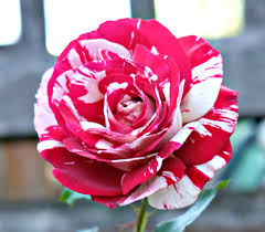 The ideal light requirements for hybrid tea roses are about five hours or more of sun each day. Tom Carruth Wikipedia