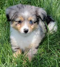 She had a personality that was unbeatable and continues to pass this on through the many generations of. Pin On Toy Aussie Puppies For Sale In Al Az Ar Ca Co Ct De Fl Ga Id Il In Ia Ks Ky La Me Md Ma Mi Mn Ms Mo Mt Ne Nv Nh Nj Nm Ny Nc Nd Oh Ok Or Pa R