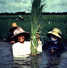 This paper aims to provide an overview of the history and development of pesticides in japan, following a study by the author on the role of pesticides, their impact on society and the establishment and development of the pesticide these examples indicate the beginning of pest control in japan. Management Of Rice Insect Pests Radcliffe S Ipm World Textbook