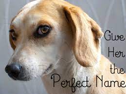 Here is a look at the 150 most popular female dog names so far in 2021 and what their meaning is. 525 Cute Female Dog Names And Meanings Pethelpful