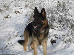 Gentle pets and strong watch dogs, gsds are noble, large, muscular dogs bred for their intelligence and working ability. German Shepherd Puppies For Sale Craigslist