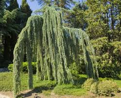 A highly sought after tree, with bright blue fine needles, it makes a stunning visual impact on the landscape; Blue Atlas Cedar Care Guide To Planting A Blue Atlas Cedar Tree