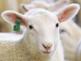 Ear Tags Do S And Don Ts Sheep Ears Ear Tag Animals And Pets