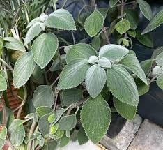 Image result for Plectranthus guruensis