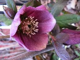 The petals can be described as looking like the shape of a mantaray. 27 Perennial Flowers That Come Back Every Year Happy Diy Home