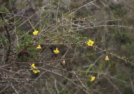 Image result for Rhigozum