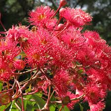 Image result for Eucalyptus ficifolia