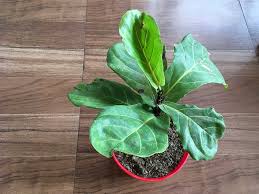 Red spots on new fiddle leaf fig leaves are. Fiddle Leaf Fig Plant And Decor