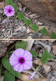 Image result for Ipomoea transvaalensis
