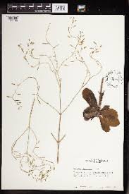 Image result for Kalanchoe hametiorum