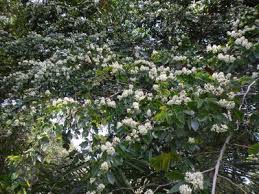 Image result for Cryptosepalum maraviense