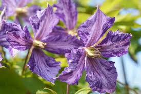 Maybe you would like to learn more about one of these? Waldrebe Tie Dye Clematis Tie Dye Gunstig Online Kaufen