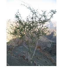 Image result for Grewia praecox