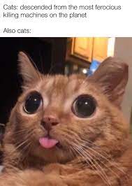 Im They Goof Lord In 2020 Cute Animal Memes Funny Animal Memes Funny Animal Jokes