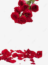 Kasiat bunga / kelopak rosela. Gambar Kelopak Mawar Hari Valentine Bunga Romantis Mawar Merah Png Transparan Dan Clipart Untuk Unduhan Gratis
