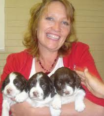 Royal Springer Queen Lacey AKC Field Trial Champion Lineage