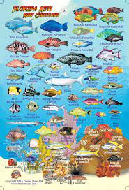 Florida Keys Mini Fish Card Florida Fish Fish Chart Florida