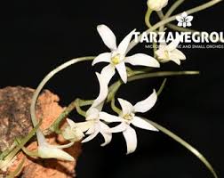 Image result for Mystacidium venosum