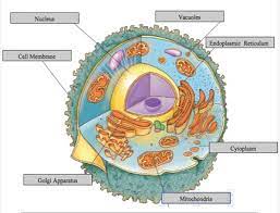 Check spelling or type a new query. Smart Label Animal Cell Exercise Knomadix Enrich Engage Educate Making Every Learning Experience Count For Every Student