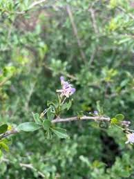 Image result for Ehretia rigida