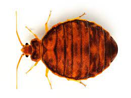 Target pest control is one of the fastest growing halifax pest control companies. While You Were Sleeping City Halifax Nova Scotia The Coast