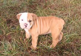 They will be ready to go…. Uac Ckc Ioeba Registered Olde English Bulldog Puppies For Sale In Warrenton Virginia Classified Americanlisted Com