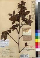 Image result for Xylopia collina