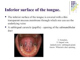 Floor Of The Mouth