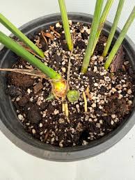Image result for Aspidistra elatior