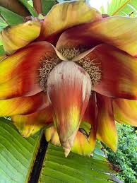 Image result for Ensete ventricosum