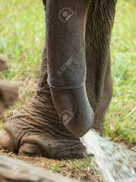 Nahaufnahme Des Penis Des Asiatischen Elefanten Pinkeln. Seine Größten  Terrestrischen Penistiere Lizenzfreie Fotos, Bilder und Stock Fotografie.  Image 137946664.