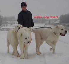 Pin By Kalman Farkas On Alabai Central Asian Ovcharka Alabai Dog Dogs Big Dog Breeds