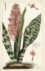 Image result for Sansevieria hyacinthoides