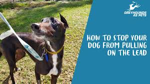 They are perceived as hard to look after dogs which require lots of exercise, however, this is not true! Greyhounds As Pets Gapnsw Twitter