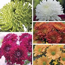 Check spelling or type a new query. Chrysanthemum Cut Flower Bloom And Spray Collection
