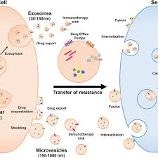 En wanneer adviseerde hij geen dure sieraden en baggy jeans meer te kopen? Mechanisms Of Extracellular Vesicles Mediated Transfer Of Anti Cancer Download Scientific Diagram