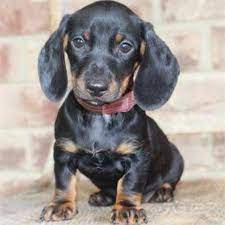 Uptown puppies is the internet's #1 puppy finder. Cute Male And Female Mini Dachshund Puppies In Woodbine Georgia Puppies For Sale Near Me