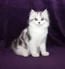 Ragamuffin Kittens For Sale - Ragamuffin Kittens Cattery