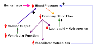 Chapter 2 Control Systems And Homeostasis