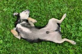 If your dog underwent umbilical hernia surgery, carefully follow the veterinarian's follow up instructions to ensure full recovery. Do Dogs Have Belly Buttons Petguide