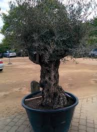 Growing olive trees in pots. How To Grow Olive Trees Fairweathers Garden Centre