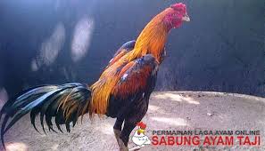 Ciri Dan Kelebihan Ayam Birma Kaisar Sabung Ayam Online Kaisar