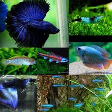 Pin By Charles Doss On Fishy Pets Animals Fish Pet