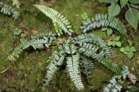 Image result for Asplenium inaequilaterale