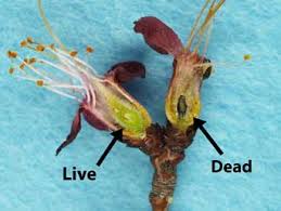 Once picked though, peaches can go bad pretty quickly. Evaluating Tree Fruit Bud Fruit Damage From Cold 7 426 Extension