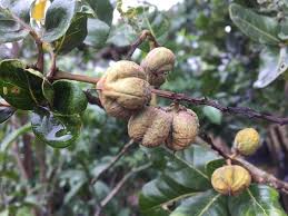 Image result for Bersama lucens