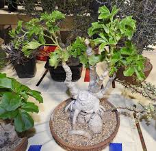 Image result for Cyphostemma